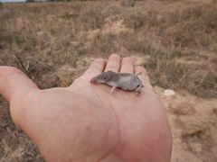 Crocidura russula
