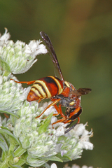 Euodynerus hidalgo hidalgo