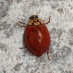 Harmonia axyridis