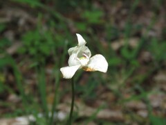 Codonorchis lessonii
