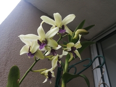 Dendrobium