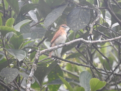 Pachyramphus cinnamomeus