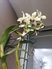 Dendrobium