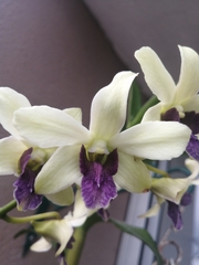 Dendrobium