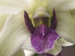 Dendrobium