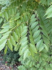 Koelreuteria bipinnata