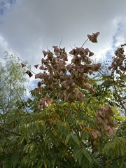 Koelreuteria bipinnata