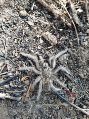 Harpactirinae