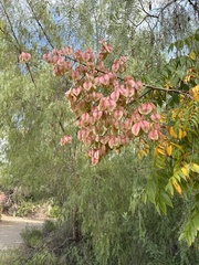 Koelreuteria bipinnata