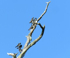Pygochelidon cyanoleuca