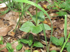 Codonorchis lessonii