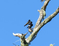 Tachycineta leucopyga