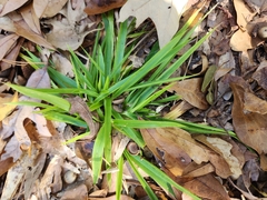 Dichanthelium laxiflorum