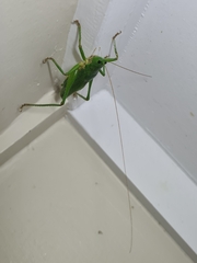 Austrosalomona destructor