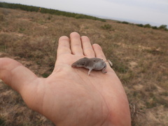 Crocidura russula