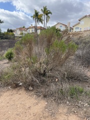 Baccharis sarothroides