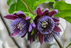 Passiflora alata