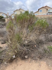 Baccharis sarothroides