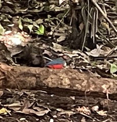 Erythropitta celebensis