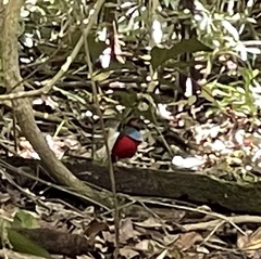 Erythropitta celebensis