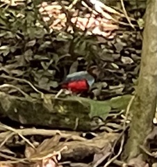 Erythropitta celebensis
