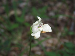 Codonorchis lessonii