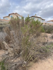 Baccharis sarothroides