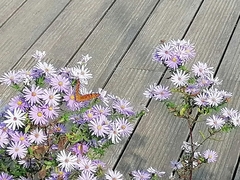Nymphalidae