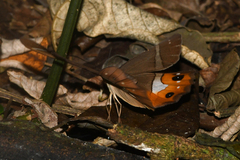 Pierella nereis