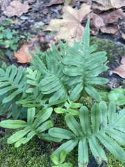 Polypodium