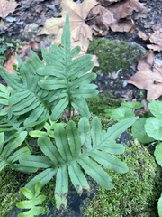 Polypodium