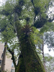 Tillandsia complanata