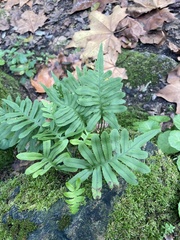 Polypodium