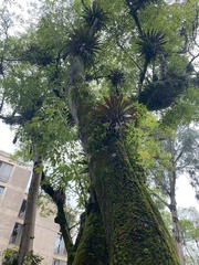 Tillandsia complanata