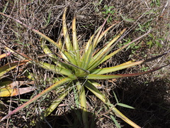 Puya