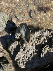 Crassostrea virginica