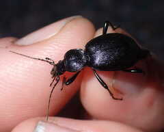 Cychrus caraboides