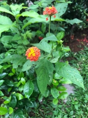 Lantana horrida