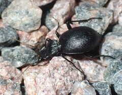 Cychrus caraboides