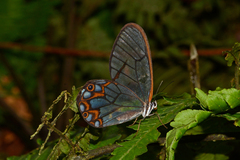 Pseudohaetera hypaesia