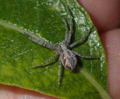 Philodromus aureolus