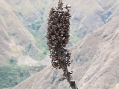 Puya