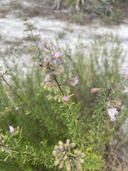 Conradina grandiflora