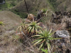 Puya