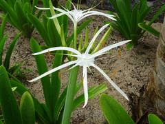 Hymenocallis littoralis