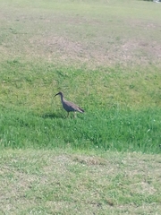 Theristicus caerulescens