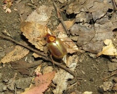 Phytholaema mutabilis