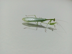 Miomantis caffra