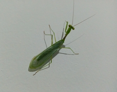 Miomantis caffra