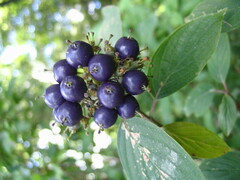 Cornus amomum